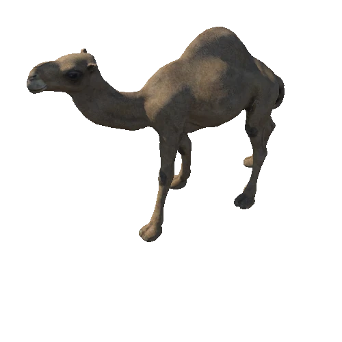 Camel Low Poly